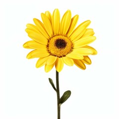 Fototapeta premium Vibrant yellow daisy flower, perfectly isolated against a white background, Ai Generated