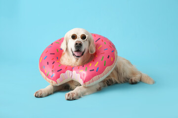 White Labrador dog in sunglasses and inflatable ring on blue background