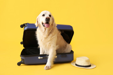 White adorable Labrador dog sitting in suitcase on yellow background