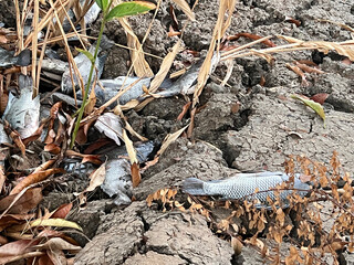 dead tilapia fish on the ground