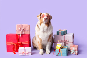 Cute Australian Shepherd dog with gift boxes celebrating Birthday on lilac background
