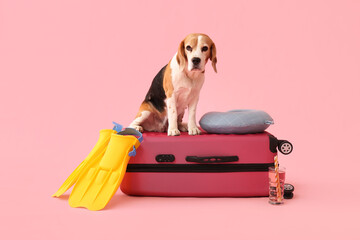 Cute dog sitting on suitcase near flippers and cocktail on pink background