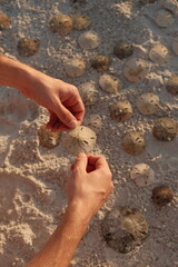 sand dollar