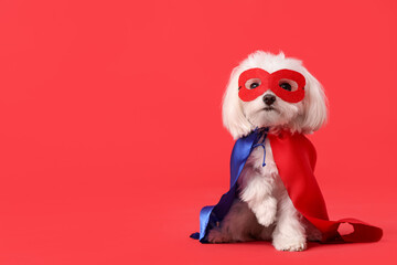 Cute little dog in superhero costume on red background