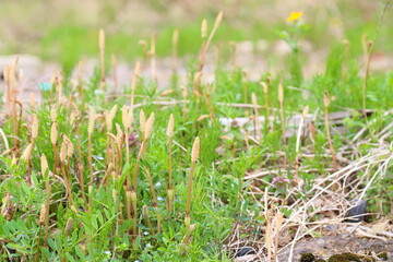 春の草むらのつくしんぼ
