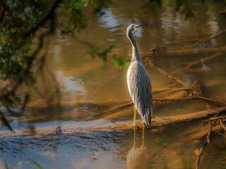 Curious Grey Heron In Shallows
