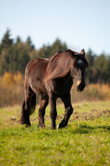 Black, aged horse with gray hair on its face.





