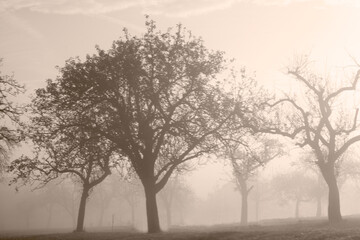 Tree in fog at sunrise. Symbol of mourning and solitude.





