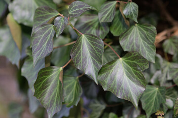 Ivy (Hedera helix) 'WOERNER' on tree trunk.





