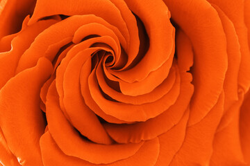 Close up orange color rose with petals macro texture, top view beauty nature aesthetic background,...