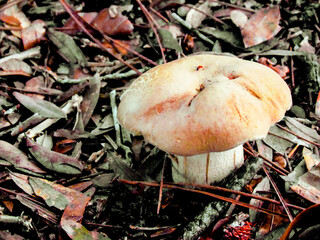 Mushroom on the Ground Surrounded By Dry Leaves