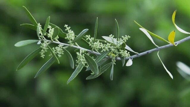 Tokyo, Japan - May 10, 2024: Buds of olive on branch in May
