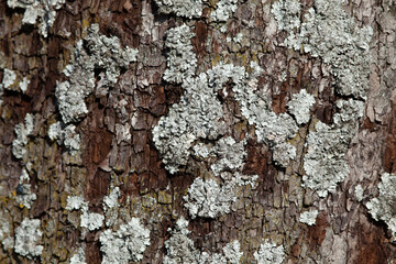 Gray lichen Parmelina pastillifera lichen on tree trunk.





