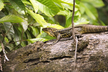 Gold tegu luzard on a log in the Cuyabeno Wildlife Reserve, outside of Lago Agrio, Ecuador