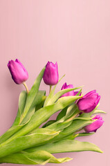 Fresh flower composition, bouquet of bi color tulips