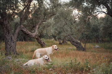 Two Labrador Retrievers dog enjoy a rugged mountain trail, companions in adventure.