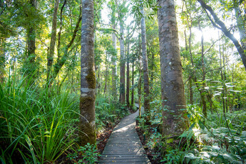 Obraz premium Waipoua Kauri Forest - New Zealand