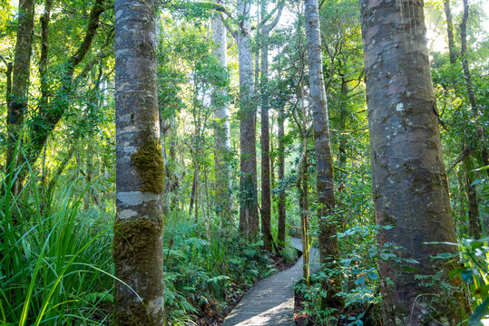 Waipoua Kauri Forest - New Zealand