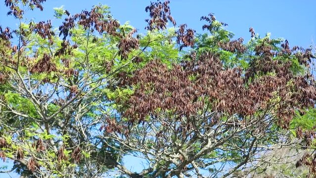 Gentle wind in the vegetation, special for the background of meditation and relaxation videos
