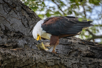 African Fish Eagle with Catch