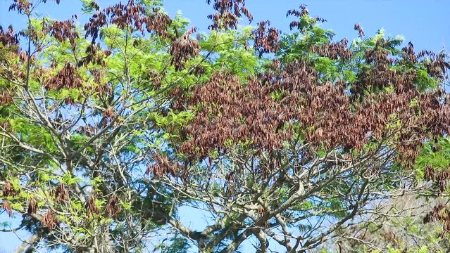 Gentle wind in the vegetation, special for the background of meditation and relaxation videos