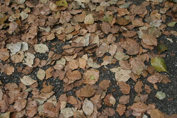 落ち葉でいっぱいの道路