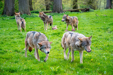 Wolf pack after eating
