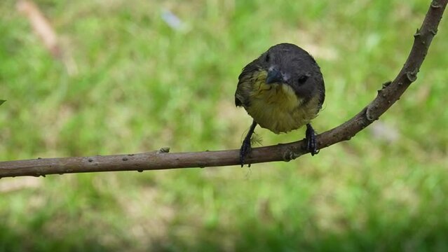 bird, honey suit bird, a honey suit bird on a wooden branch