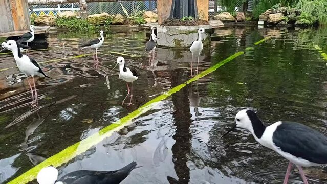 several types of water birds (Himantopus himantopus) playing in shallow water looking for food, Jogja, Yogyakarta Special Region province, Indonesia, 02.05.2024