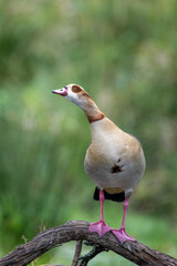Egyptian Goose