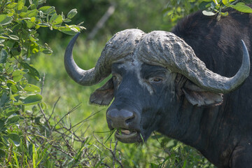 African Buffalo - protrait