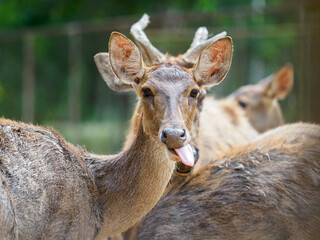 Raising deer on the farm