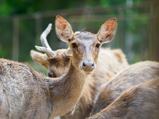 Raising deer on the farm