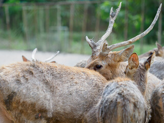 Raising deer on the farm