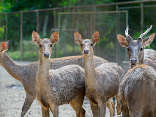 Raising deer on the farm