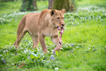 Lioness with her meal