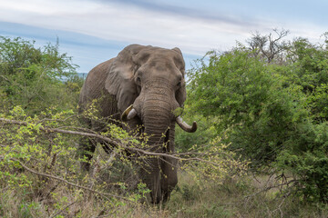 Obraz premium Bull Elephant emerging from behind bushes