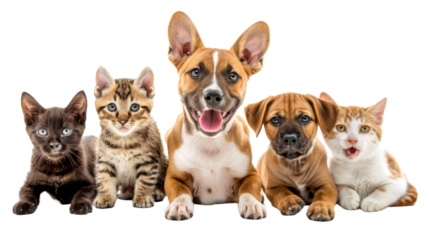 Group of cats and dogs isolated on transparent background
