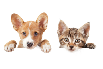 Cute baby puppy and kitten hanging or peeking over web banner