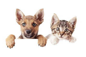 Cute baby puppy and kitten hanging or peeking over web banner