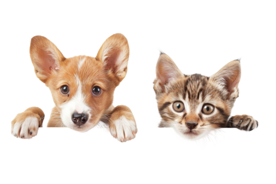 Cute baby puppy and kitten hanging or peeking over web banner