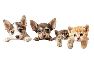 Obraz premium Cute puppy and kitten group hanging or peeking over web banner
