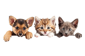 Obraz premium Cute puppy and kitten group hanging or peeking over web banner