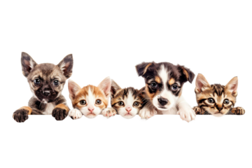 Cute puppy and kitten group hanging or peeking over web banner. Cute baby dogs and cats group