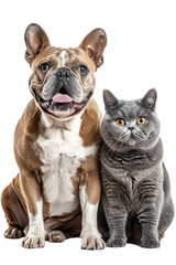 Bulldog and british shorthair cat. Dog and cat isolated on transparent background