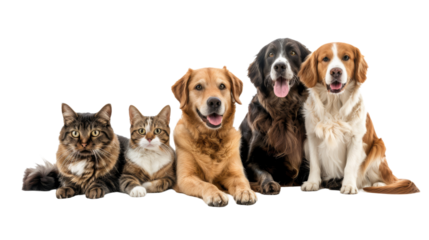 Group of cat and dog isolated on transparent background