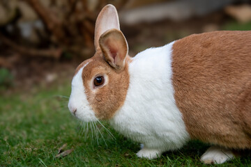 Dutch brown rabbit