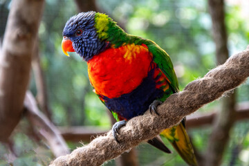 Rainbow lorikeet