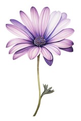 Osteospermum