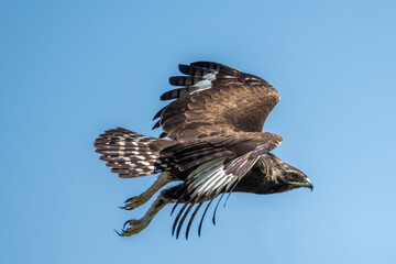 Crested Eagle in Flight